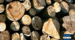 Update Harga Kayu Sengon Terbaru Minggu Ini per Meter berbagai Diameter