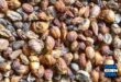 Update Harga Pala Terbaru Minggu ini Lengkap per Kg